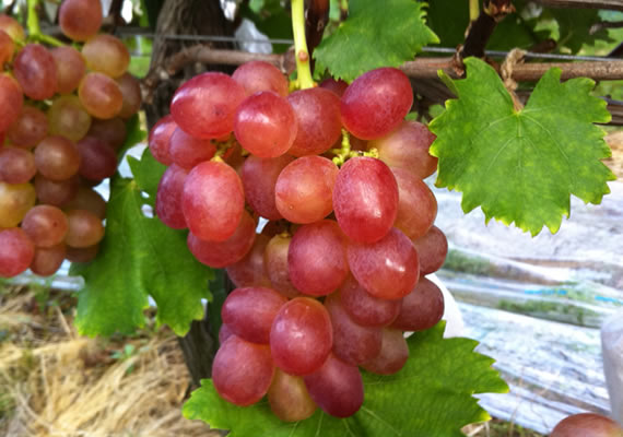 品種：ロザリオロッソ<br>収穫時期：9月15日～10月15日<br>特徴：赤ぶどうで見た目も美しく糖度も高く酸味も少ない品種です。<br>あっさり爽やかなな味です。