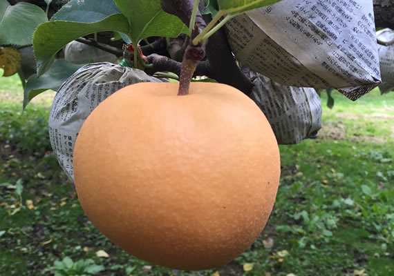 品種：新興梨<br>収穫時期：10月15日～<br>特徴：確かな甘みと酸味を持ち備えた梨です。見た目にも大きく、日持ちも良好！12月まで美味しく食べていただけます！